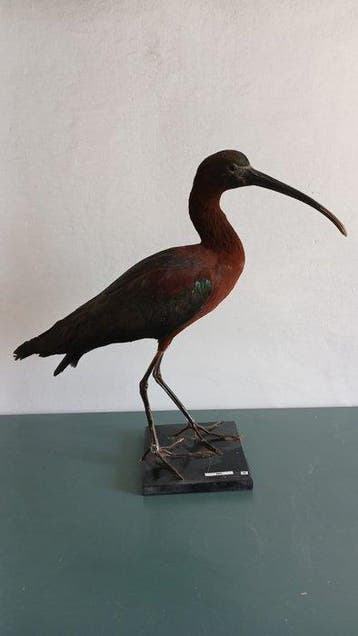 Mignattaio Support de corps entier pour taxidermie -, Nieuw