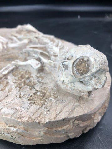 Dinosaurus - Fossiel skelet - Psittacosaurus sp. - 2 cm - 15