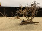 Osaka Bonsai Tree nr 21 - 56x19x42cm - aquascaping boom, Ophalen of Verzenden, Nieuw, Plant(en), Steen of Hout