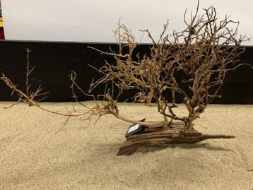 Osaka Bonsai Tree nr 21 - 56x19x42cm - aquascaping boom, Ophalen of Verzenden, Nieuw, Plant(en), Steen of Hout
