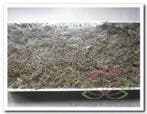 Tillandsia Junglemos Spaansmos Forestmos Wit 200–350 gram
