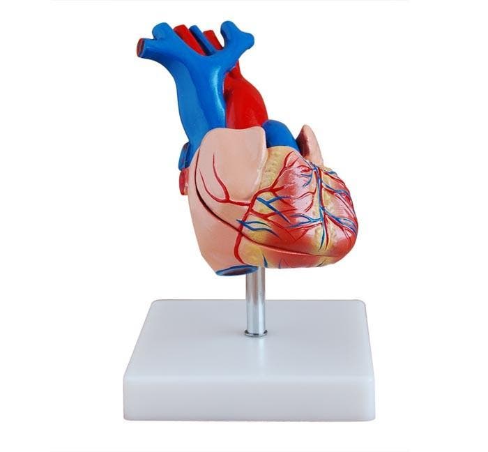 Anatomisch model levensgroot hart ST-ATM 72, Divers, Matériel Infirmier, Envoi