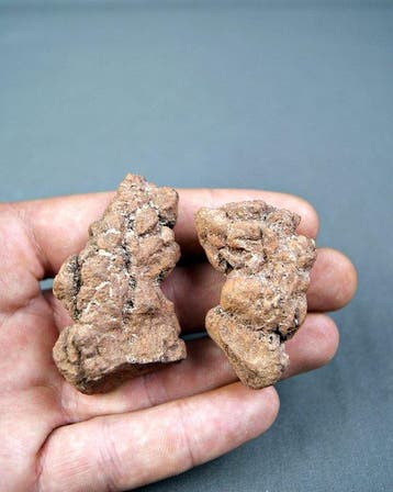 Verse poep - Gefossiliseerd dier - Coprolite (Zonder