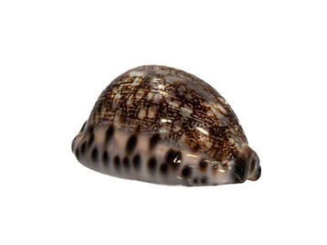 Natuurkunstwerk van de oceaan: Markante Mauritia eglantina