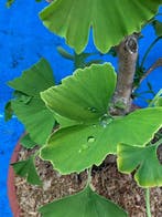 Ginkgo bonsai (Ginkgo biloba) - Hoogte (boom): 35 cm -