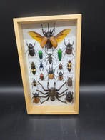 Lijst - Hout, Glas - XL - Echte insecten, Nieuw