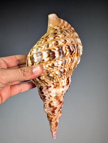Coquille de conque trompette de Triton Squelette - Charonia, Collections