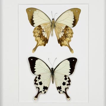 Vlinder Taxidermie volledige montage - Papilio Dardanus - 20