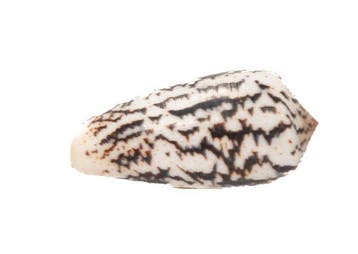 Reus van zijn soort: Conus magus (61 mm) uit de Filipijnen