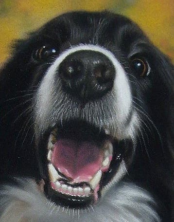 Moira Lazio - Border Collie – Original Pastel Miniature on