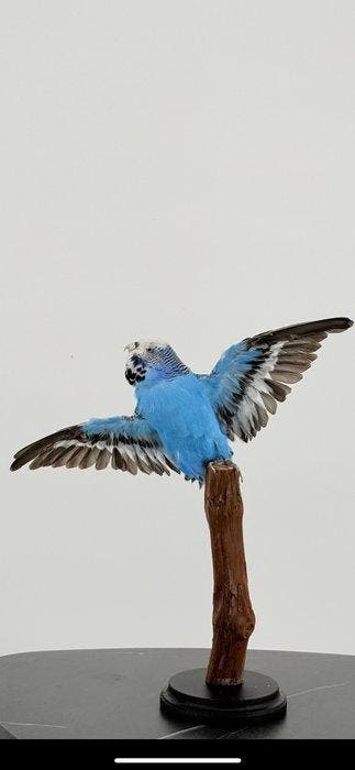 Perruche Support de corps entier pour taxidermie -, Verzamelen, Nieuw