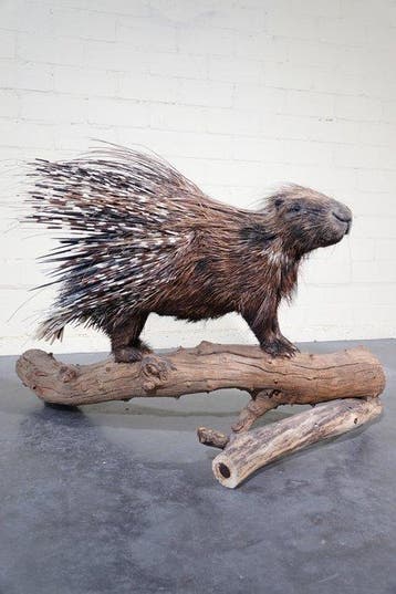 Cape Porcupine monture complète Support de corps entier pour, Nieuw