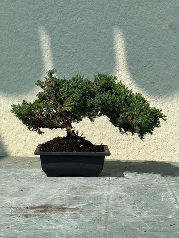 Jeneverbes bonsai (Juniperus) - Hoogte (boom): 18 cm -