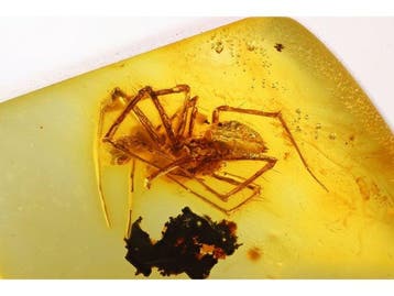 Amber - Barnsteen - Spider - Inclusion 4mm - 13 mm - 2.5 mm