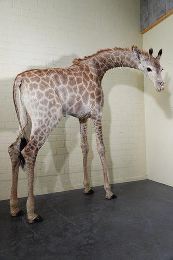 Northern Giraffe Taxidermie volledige montage - Giraffa, Verzamelen, Nieuw
