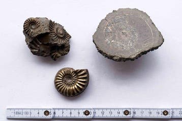 Ammoniet - Gefossiliseerd dier - Pleuroceras (Zonder, Verzamelen, Mineralen en Fossielen