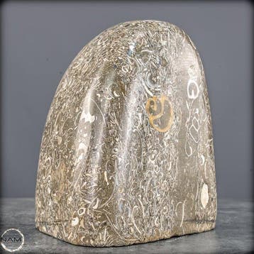 Natuurlijke krinoïden-vrije vorm uit Indonesië- 2261.51 g