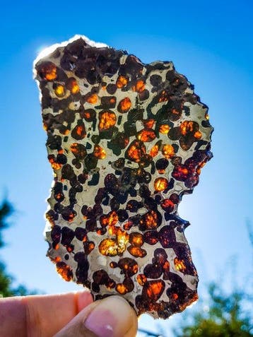 Pallasiet HQ Sericho pallasite - Hoogte: 11.5 cm - Breedte: