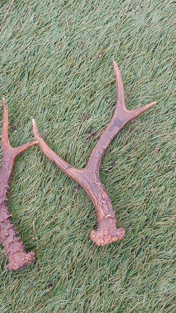 Ree Schedel - Capreolus capreolus - 21 cm - 14 cm - 3 cm -, Nieuw