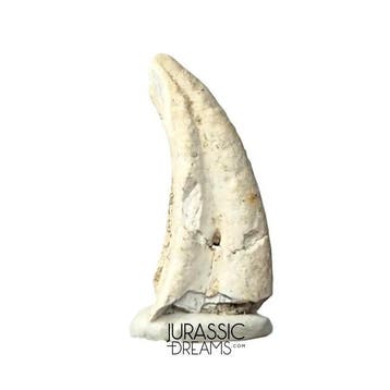 Uiterst zeldzame ornithocheiride pterosauriërklauw —