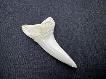 Makohai Tand - Isurus oxyrinchus - 39.5 mm - 20 mm - 6 mm-