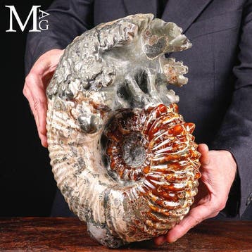 Fossiel Douvilleiceras ammoniet met calciet en pyriet –