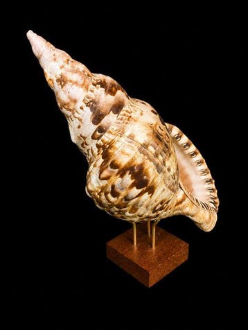 Gastropode Zeeschelp - Charonia Tritonis (Zonder, Nieuw