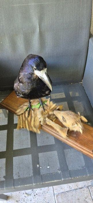 Corbeau freux - Marcassin Support mural pour taxidermie -