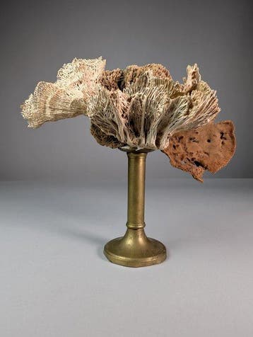 Assemblage marin avec coquille perforée de Bursa, éponges