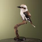 Kookaburra Taxidermie Opgezette Dieren By Max, Ophalen of Verzenden, Opgezet dier