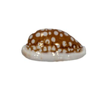 Siebkauri: Cypraea cribraria (37 mm) – onberispelijk, Nieuw