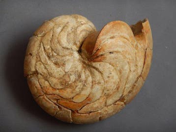 Nautilus - Gefossiliseerd dier - Aturia - 11 cm - 8 cm, Verzamelen, Mineralen en Fossielen