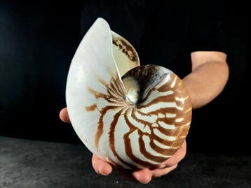 Grote nautilusschelp Taxidermie volledige montage - Nautilus, Nieuw