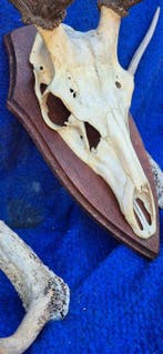 Edelhert en Sikahert Taxidermie wandmontage - Cervus elaphus, Verzamelen, Dierenverzamelingen, Nieuw