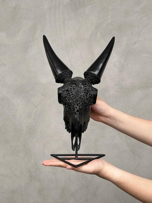 PAS DE PRIX DE RÉSERVE - Crâne de chèvre noir gravé avec, Antiek en Kunst, Curiosa en Brocante