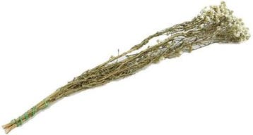Ixodia tak droogbloem 70 cm per stuk, Nieuw
