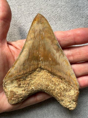 Megalodon tand 11,7 cm - Fossiele tand - Carcharocles
