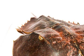 Degenkrab Skelet - extra großer Limulidae sp.  Sammlerstück