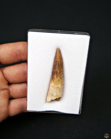 Spinosaurus - Fossiele tand - Spinosaurus aegyptiacus
