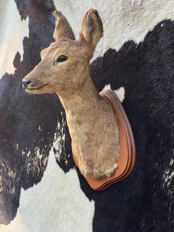Chevreuil Support mural pour taxidermie - Capreolus