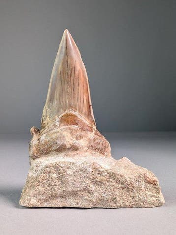 Dent de requin fossile dans une matrice naturelle avec