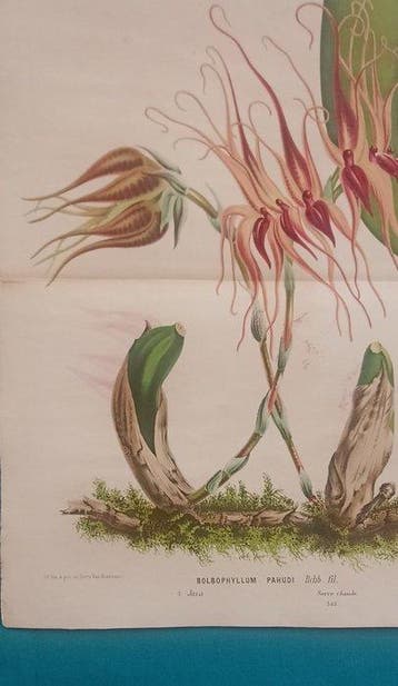 FLORES DES SERRES - Louis van Houtte / Lemaire - Flore des