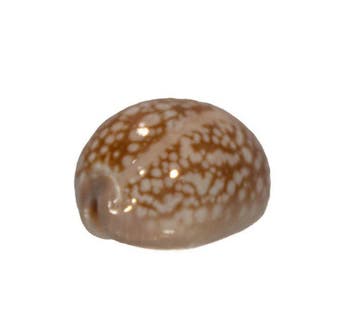 Geërodeerde Kauri: Cypraea erosa (41 mm) – uitzonderlijk, Verzamelen, Mineralen en Fossielen