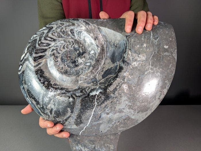 Groot ammonietbeeldhouwwerk - Gefossiliseerde schelp -, Verzamelen, Mineralen en Fossielen