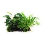 Microsorum - Anubias Duet op hout, Dieren en Toebehoren, Verzenden, Nieuw