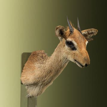 Dikdik Antilope Taxidermie Opgezette Dieren By Max, Verzamelen, Dierenverzamelingen, Ophalen of Verzenden, Nieuw, Wild dier, Opgezet dier