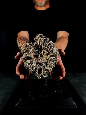 Fascinerende vertakte Gorgone-ster Taxidermie volledige, Verzamelen, Nieuw