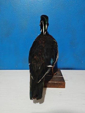 Eend-bruid Taxidermie volledige montage - Aix sponsa - 38 cm