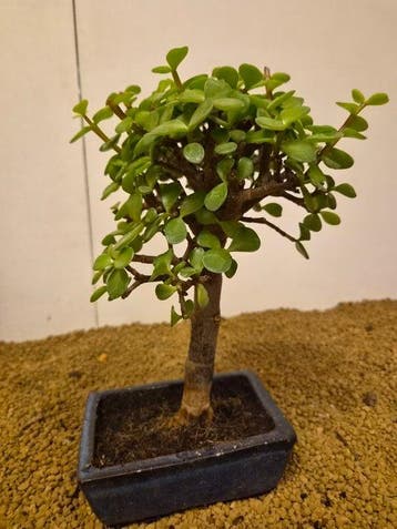 Jade bonsai (Crassula/Portulacaria) - Hauteur (arbre) : 26