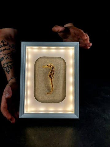 zeepaardje in een elegante LED-omlijsting Taxidermie, Nieuw